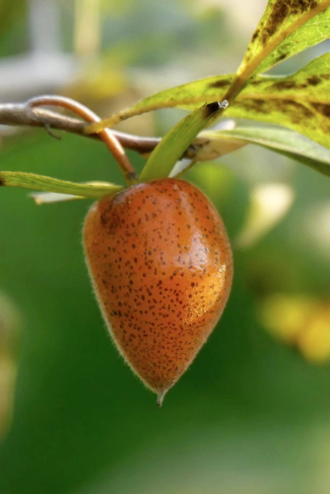 美丽的老鸭柿(中科院武汉植物园)_高清图集_新浪网