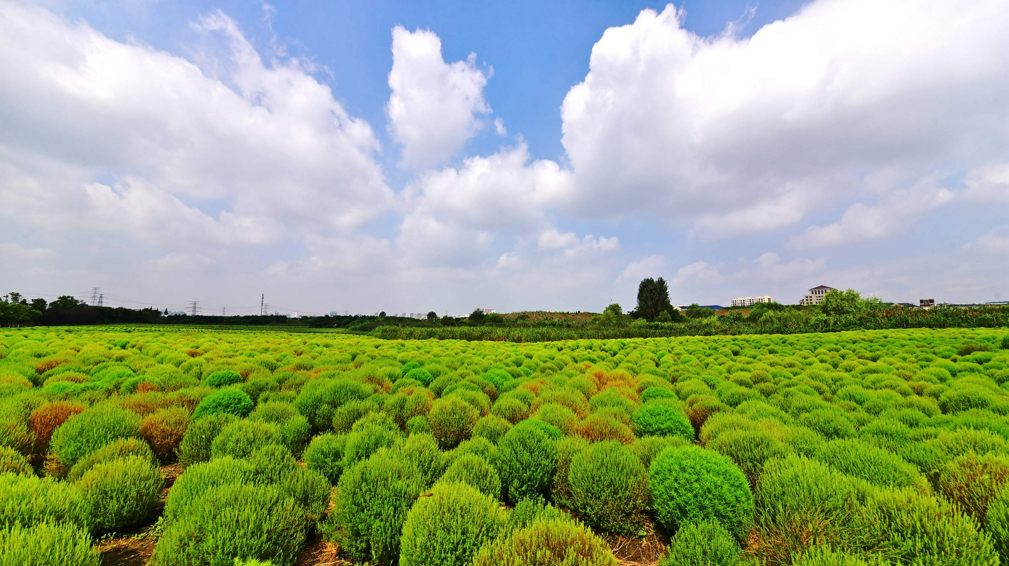 江苏无锡锡山区映月湖东安路西侧大片地肤草成为又一打卡地
