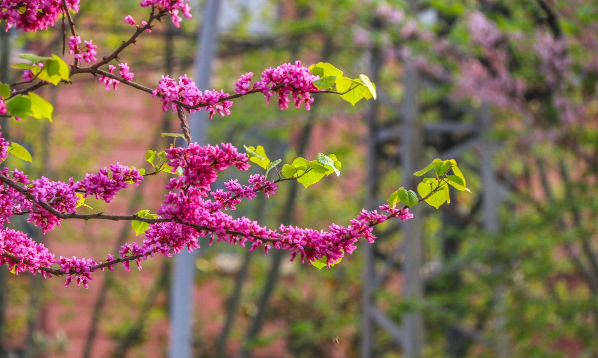 紫荆花开 珠城蚌埠街头已是憧憬中的春天