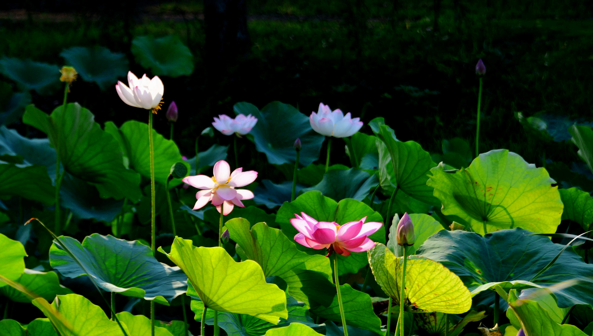 盛夏清晨荷塘美江苏无锡锡山区锡北镇丰泰苑小区荷塘