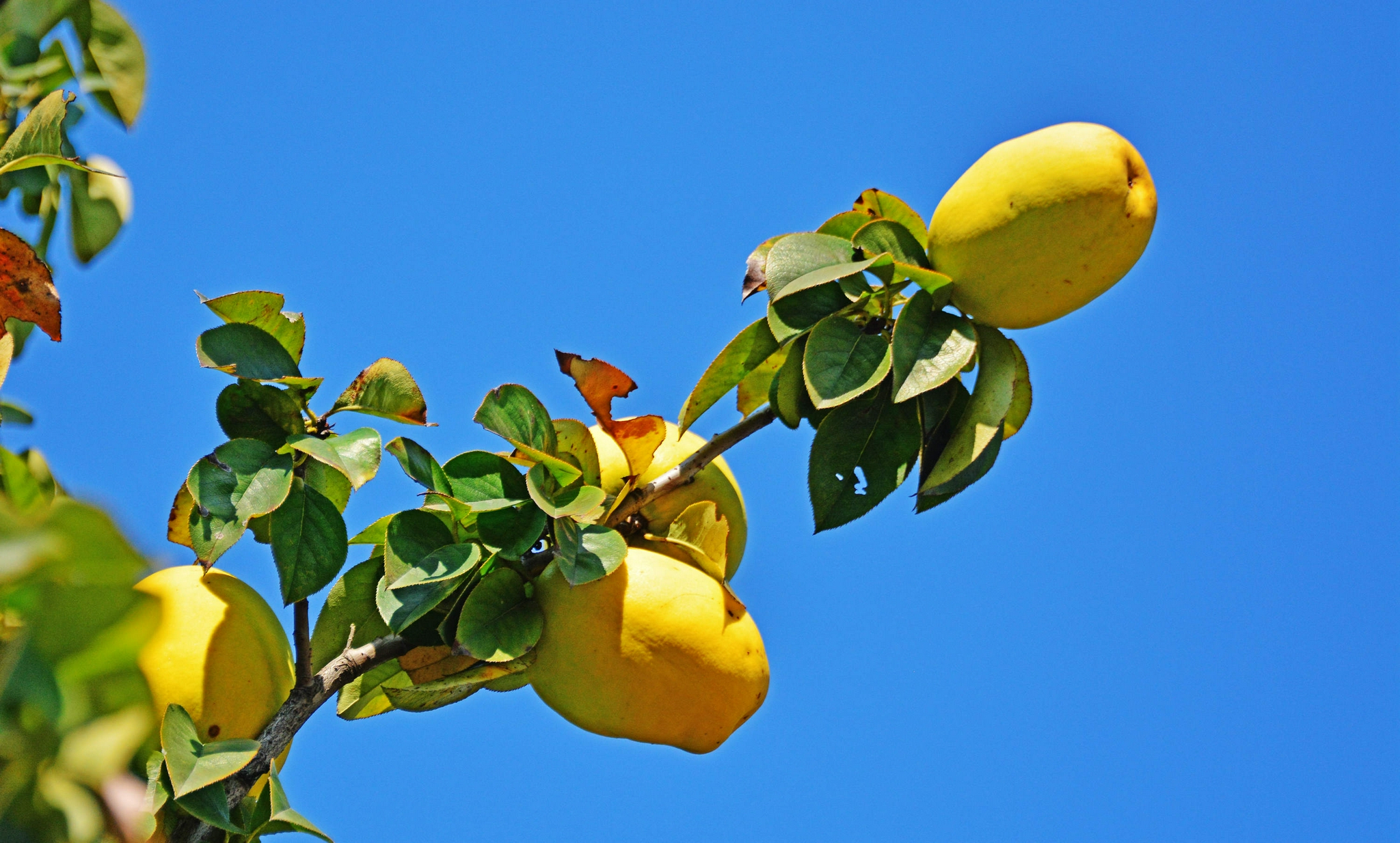 木瓜海棠果,有非常好的食用和药用价值,摄于无锡锡山区云林街道