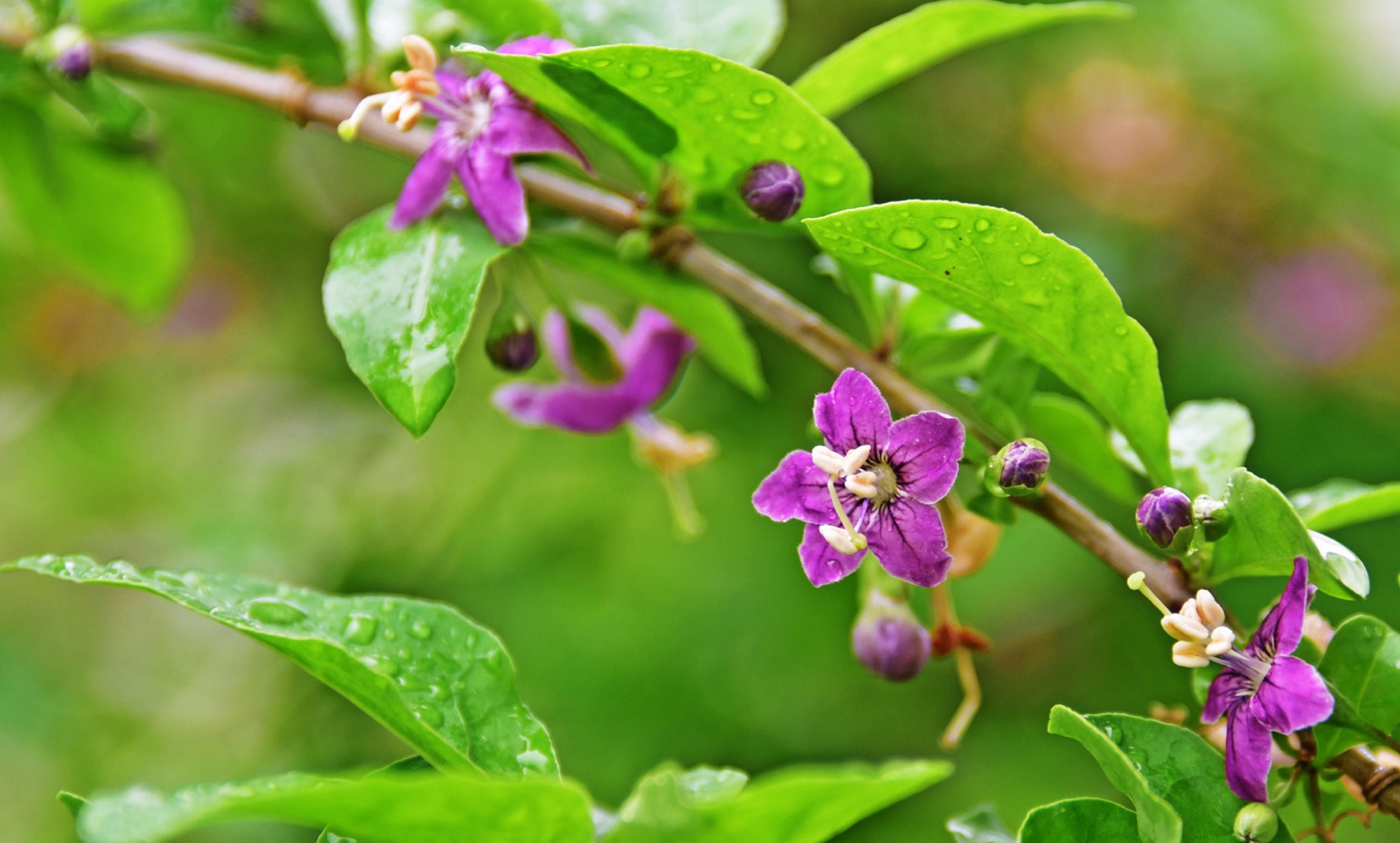 我家枸杞花正艳