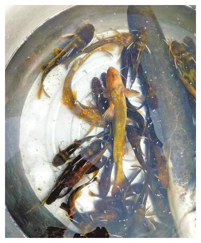 尹江勇)5月19日,随着一声放流令下,2万余尾人工繁殖了近1年的拟鲿鱼