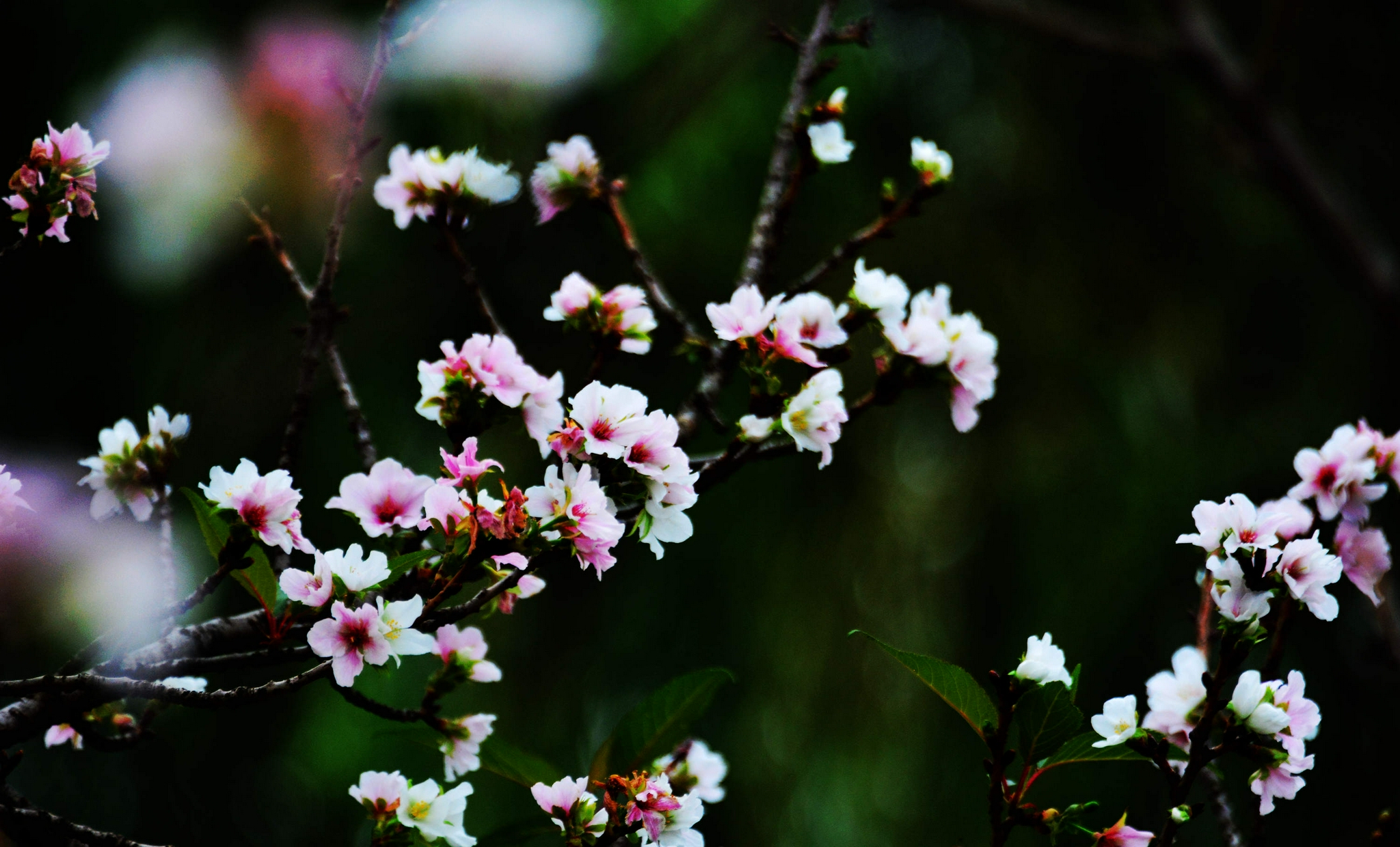桃花盛开的秋天|看桃|锡山区|留影_新浪新闻