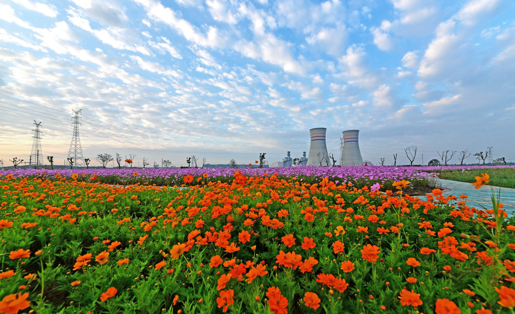 锡山迎晨曦花开朝霞里江苏无锡锡山区东港镇黄土塘