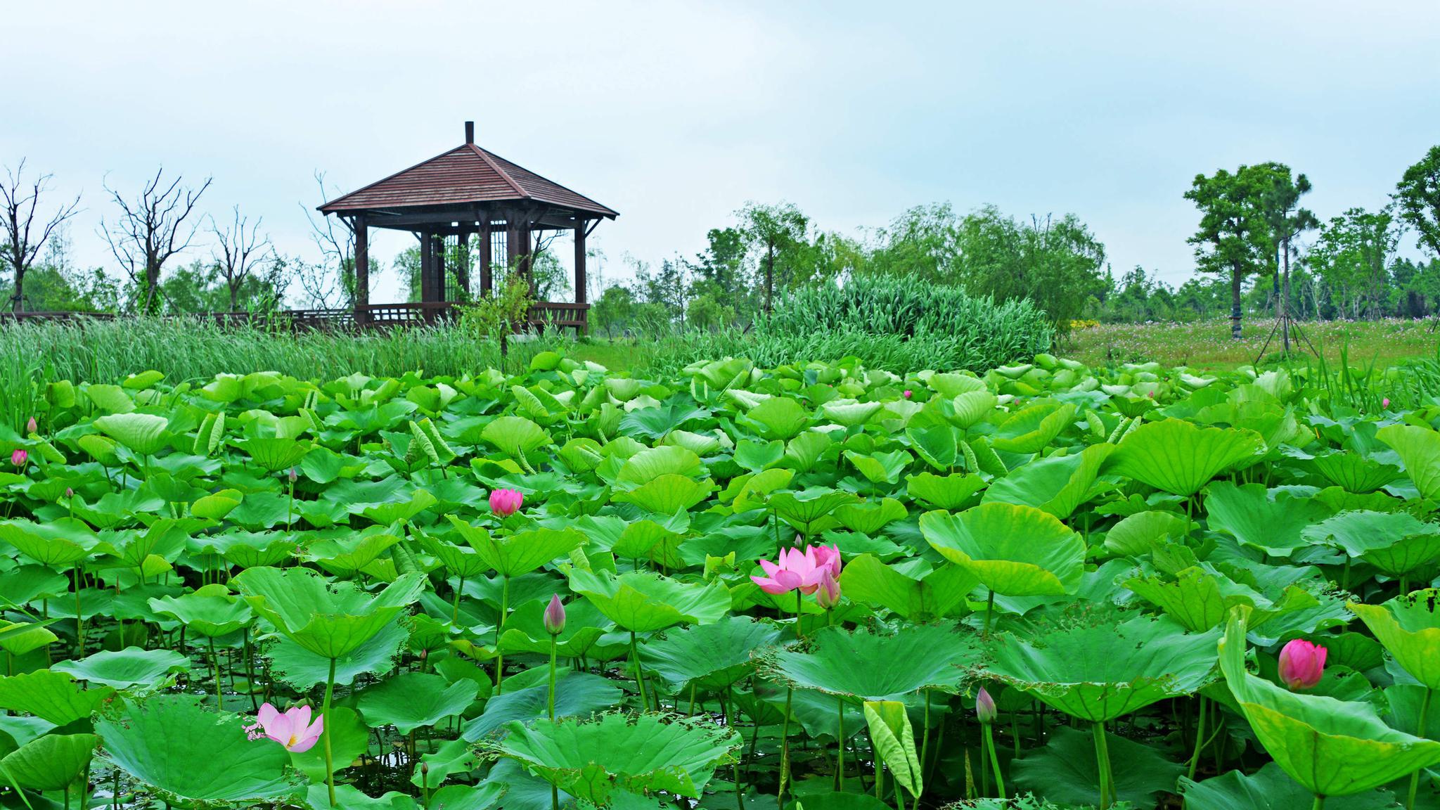 又是一年拍荷季,2021年06月02日,无锡锡山区东港镇锡东生态园.|东港镇