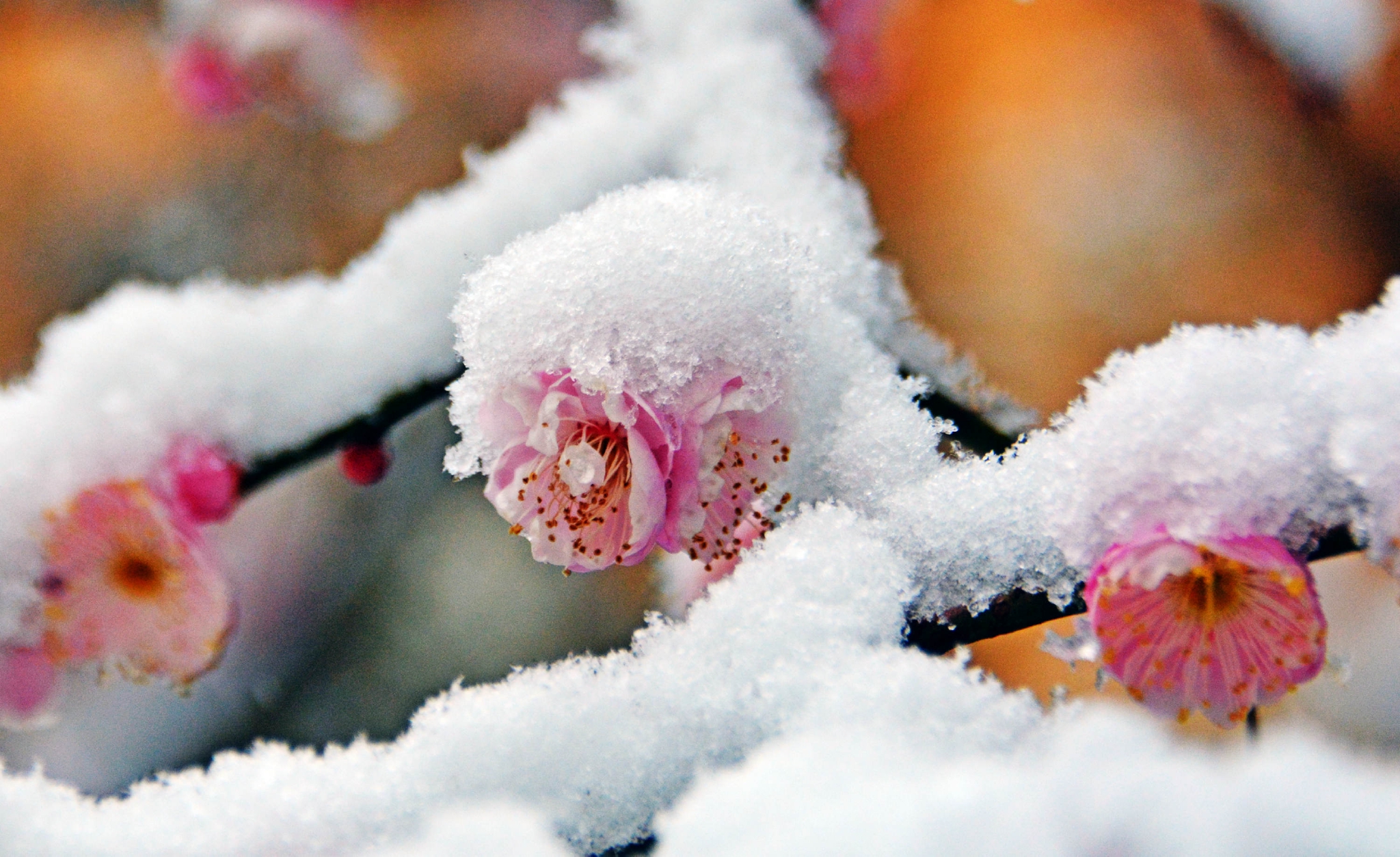 梅花香自苦寒来傲霜斗雪放光彩