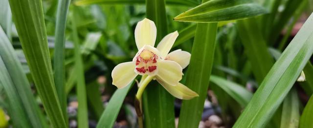 植料过多干燥,会导致导致"菱壳燥",伤害花蕾成长发育,也会损害兰根