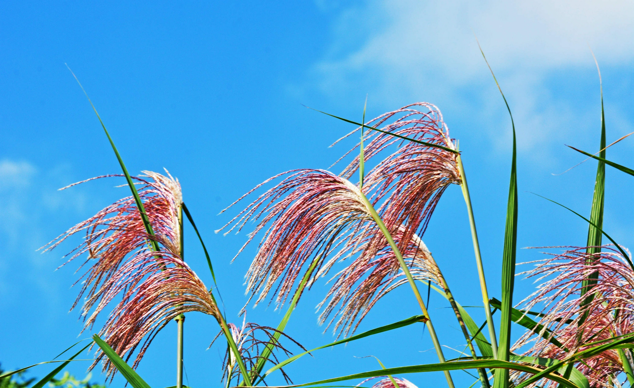 荻花摇曳秋风里