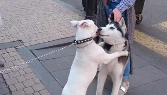 二哈欺负5个月大的狗,结果却被按在地上,也是够没面子的|面子|狗狗