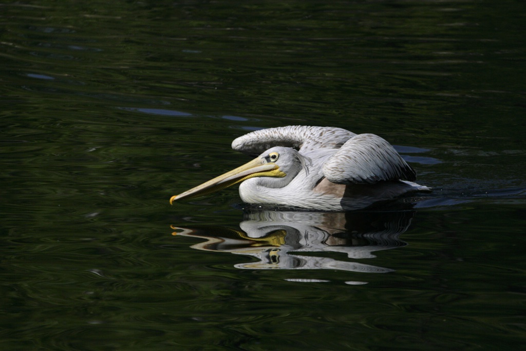 憨态可掬的鹈鹕