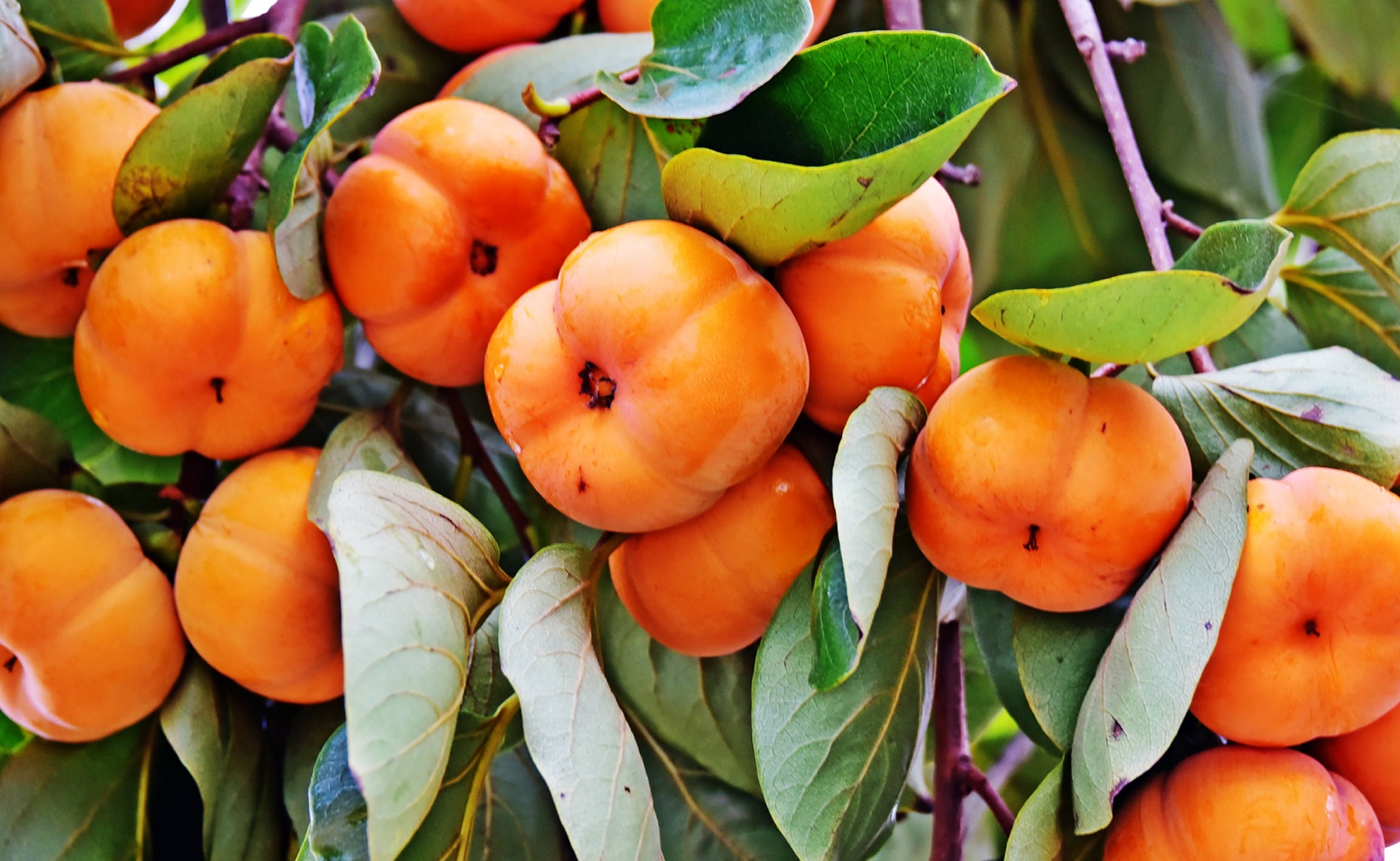 斗山金秋柿柿红江苏无锡锡山区锡北镇斗山村秋天的村头巷尾