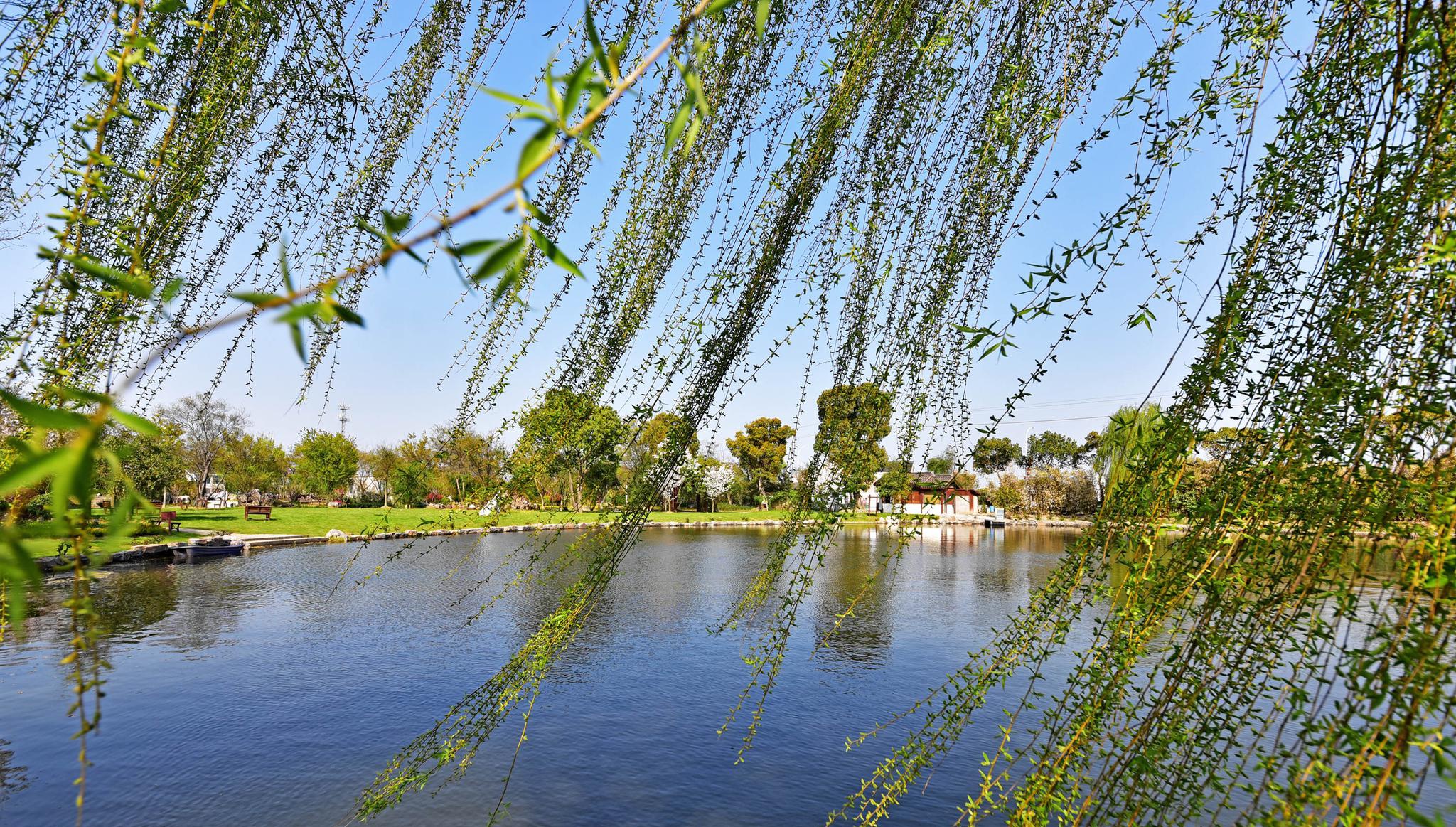 五彩缤纷春色满园2021年03月26日江苏无锡鹅湖玫瑰文化园