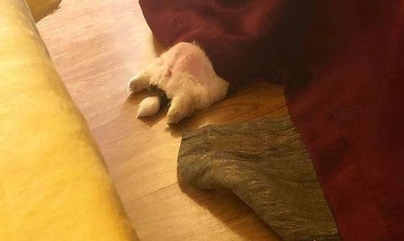 小奶狗坚持仰躺睡觉的姿势,让它很快成为了网红狗,这也太萌了吧