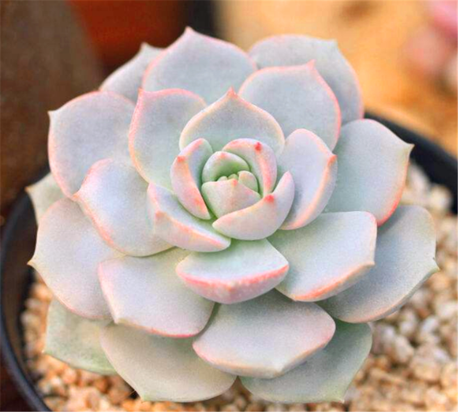 5种莹白如玉的白的白色多肉洁白无瑕纯洁典雅新手也能养得好