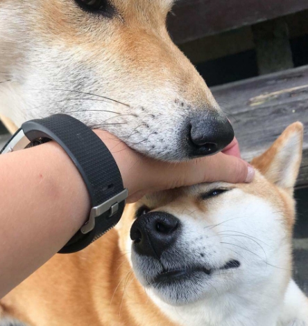 主人对狗狗摸头杀会有什么反应兽医来告诉你答案