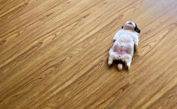 小奶狗坚持仰躺睡觉的姿势,让它很快成为了网红狗,这也太萌了吧