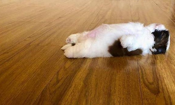 小奶狗坚持仰躺睡觉的姿势,让它很快成为了网红狗,这也太萌了吧