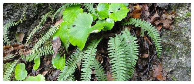 此草俗称"凤凰蛋",农村老屋墙上才有,看到别拔,很珍贵