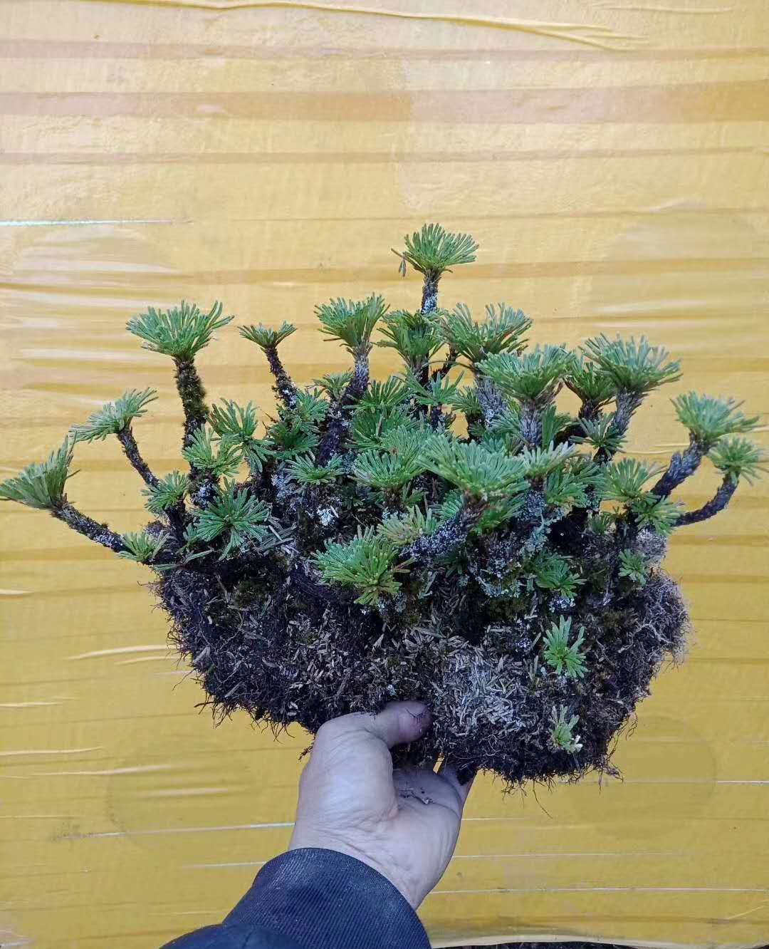 卷柏和树桩没啥可比性,一抹苍绿而已_高清图集_新浪网