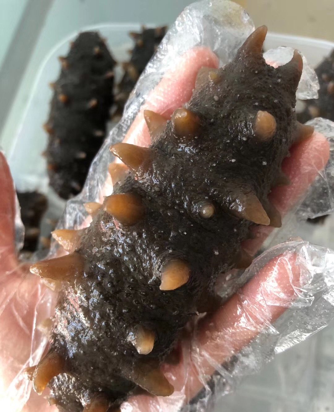 你们碰到过这种劣质海参吗?今天教您小妙招,让不良商家抱头痛哭