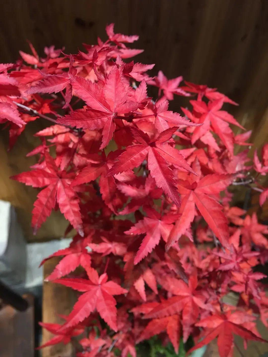 红舞姬的植株更娇小,叶片也相对迷你,属于小号的枫叶,但是它的颜色却