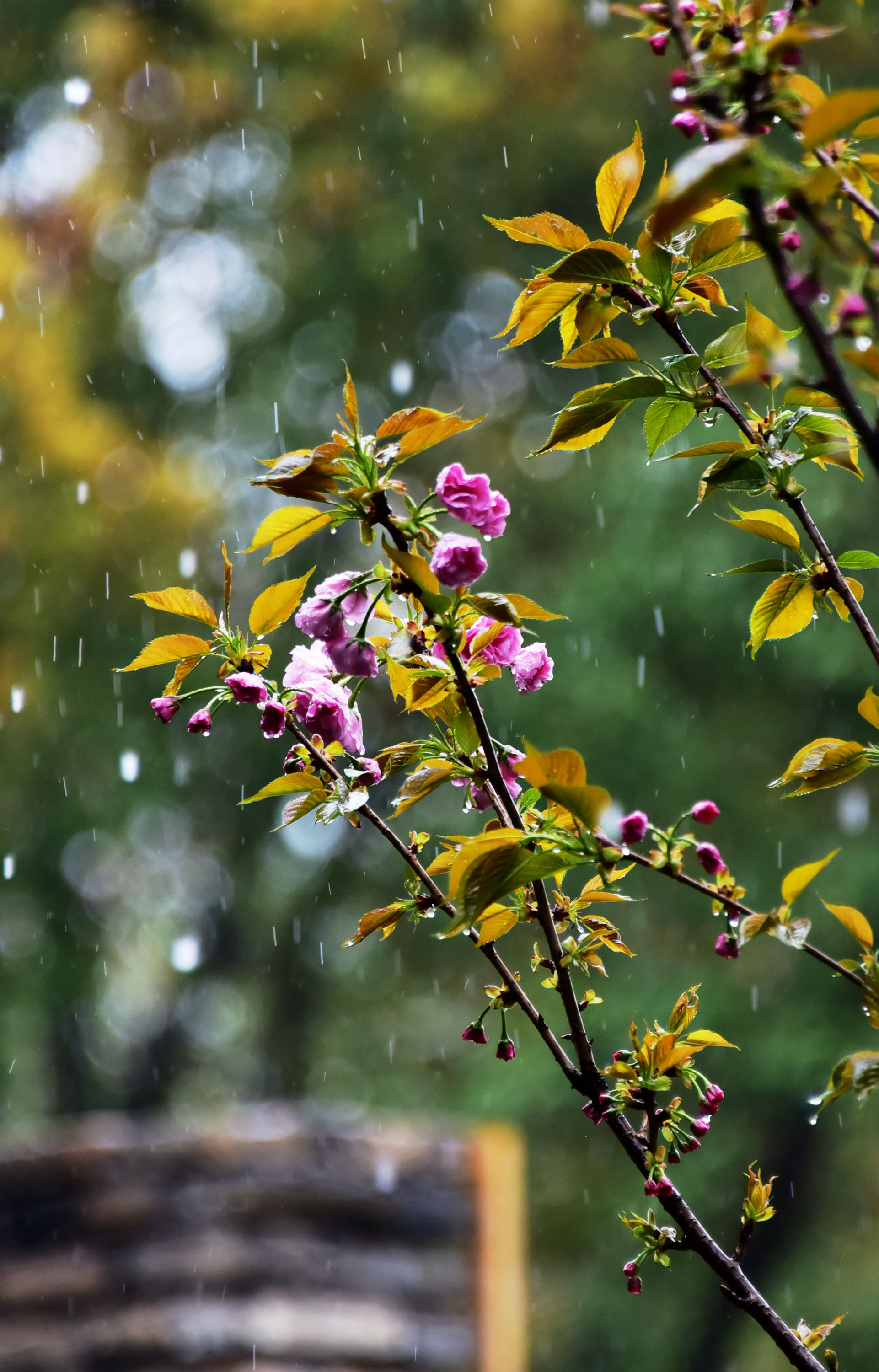 江南小院听春雨,江苏无锡锡山区锡北镇,寨门柯华生态养生园