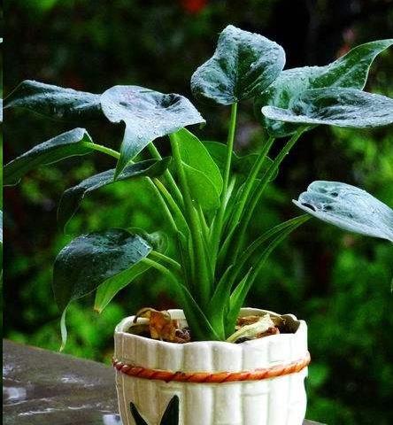 新手养花这16种植物好看又好养大气惊艳爆盆快