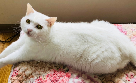 为什么养土猫就要被歧视,其实最优秀的猫咪,恰恰是土猫