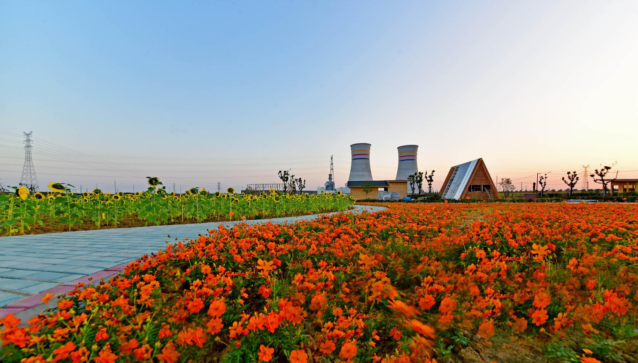 夕阳 葵花 村落,2020年11月4日,江苏无锡锡山区东港镇黄土塘.