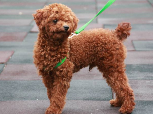 科普泰迪犬(贵宾犬 Poodle )分类常识