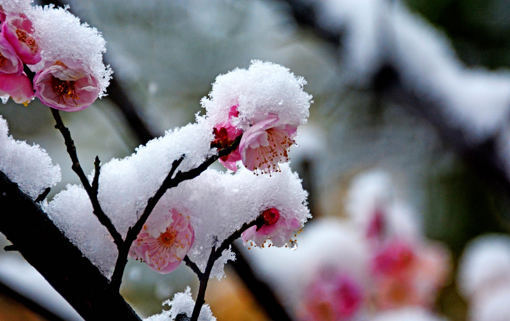 梅花香自苦寒来傲霜斗雪放光彩