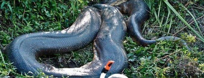 当你遇到亚马逊森蚺,突然发现根本不配拥有天敌