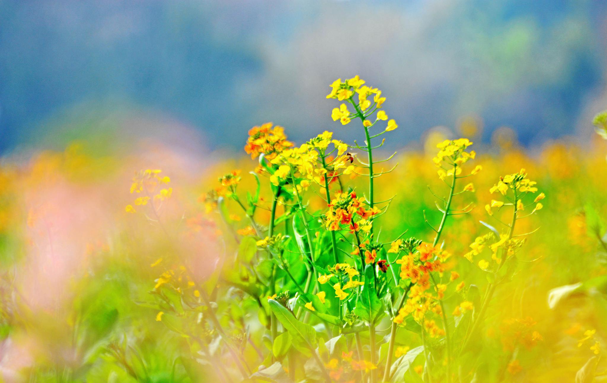 斗山七彩油菜花约你来江苏无锡锡山区锡北镇斗山村