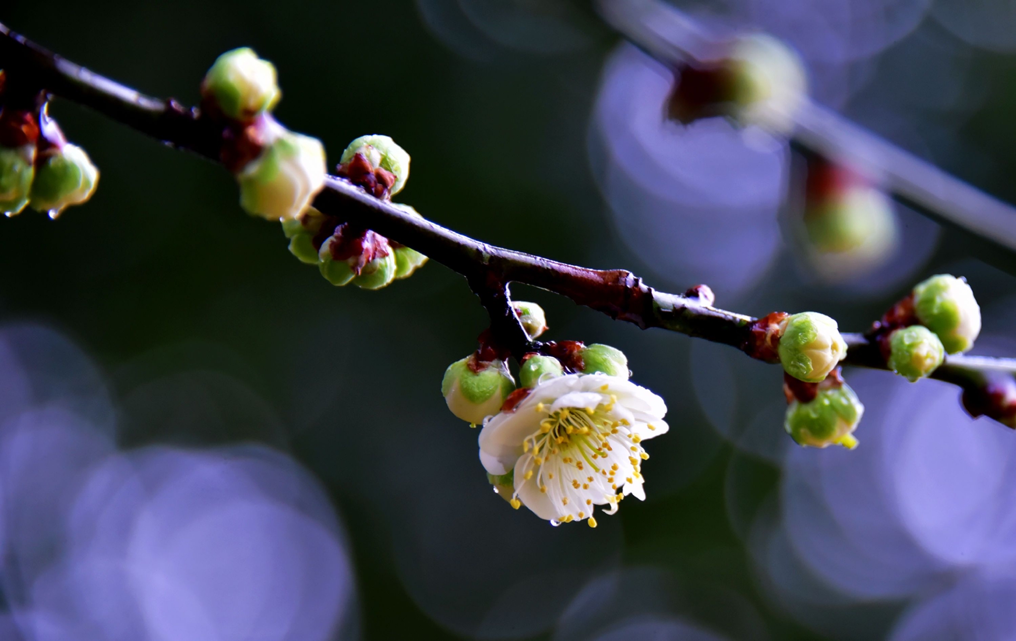 踏雨寻梅,2023年02月09日,淅淅沥沥的春雨中,梅花已次第绽放。__财经头条