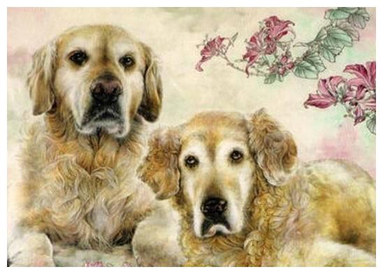 生肖狗：出生在这一年，命最好，不是富翁就是大官，一生富得流油休闲区蓝鸢梦想 - Www.slyday.coM