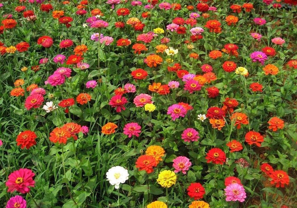学会繁殖百日草,你也可以拥有一片"花海",从这入手|百日草|花海|播种