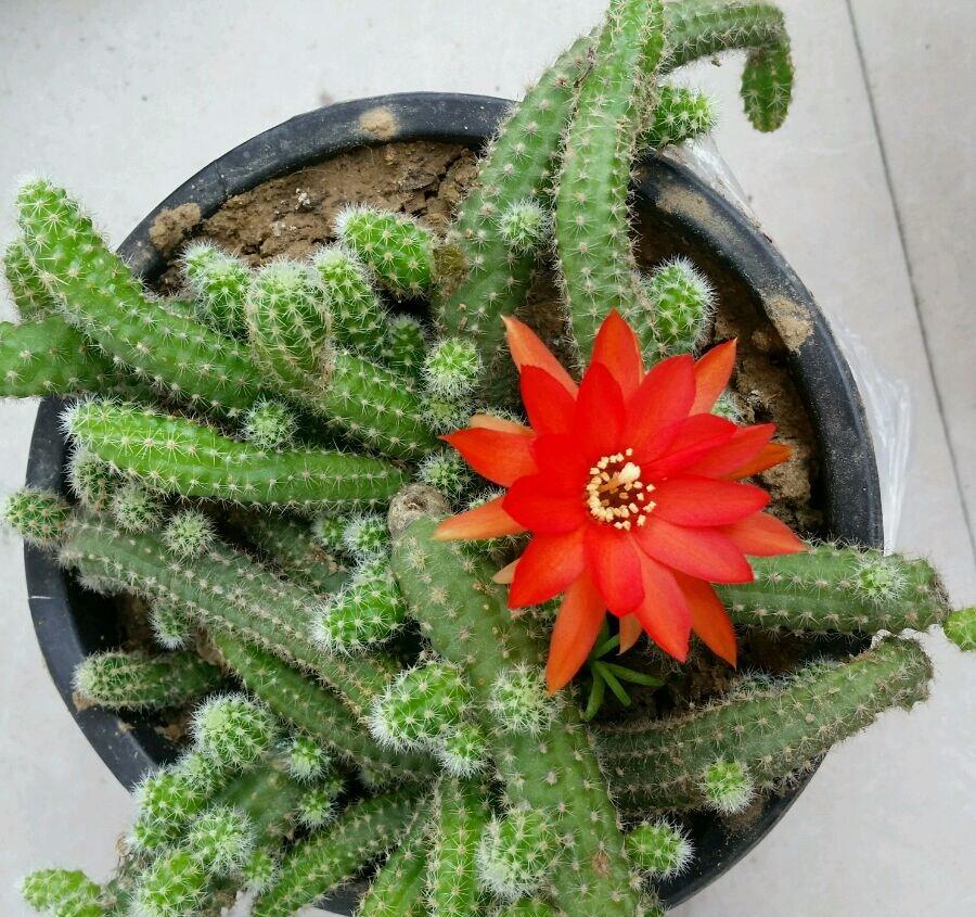 老鼠尾巴仙人掌,见过吗,肯定没见过它们开花,美翻了