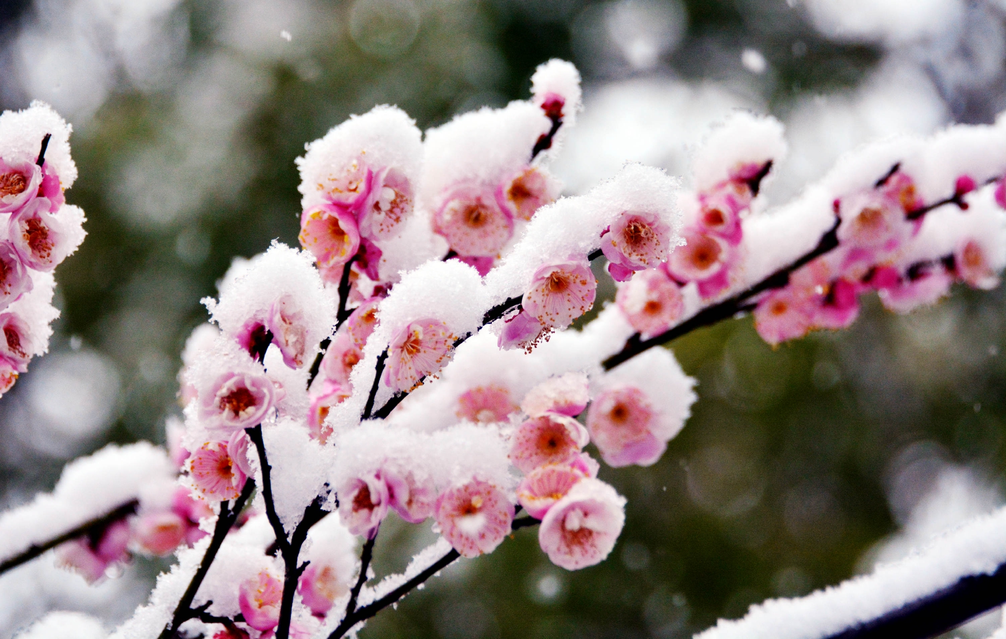 梅花香自苦寒来傲霜斗雪放光彩