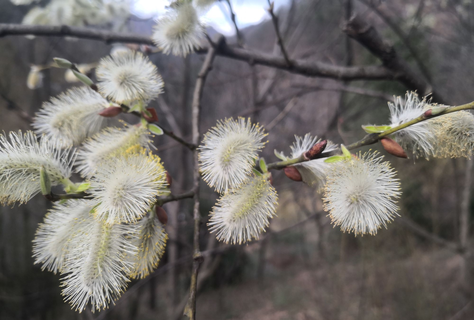 大山深处最美山杨柳花开_高清图集_新浪网