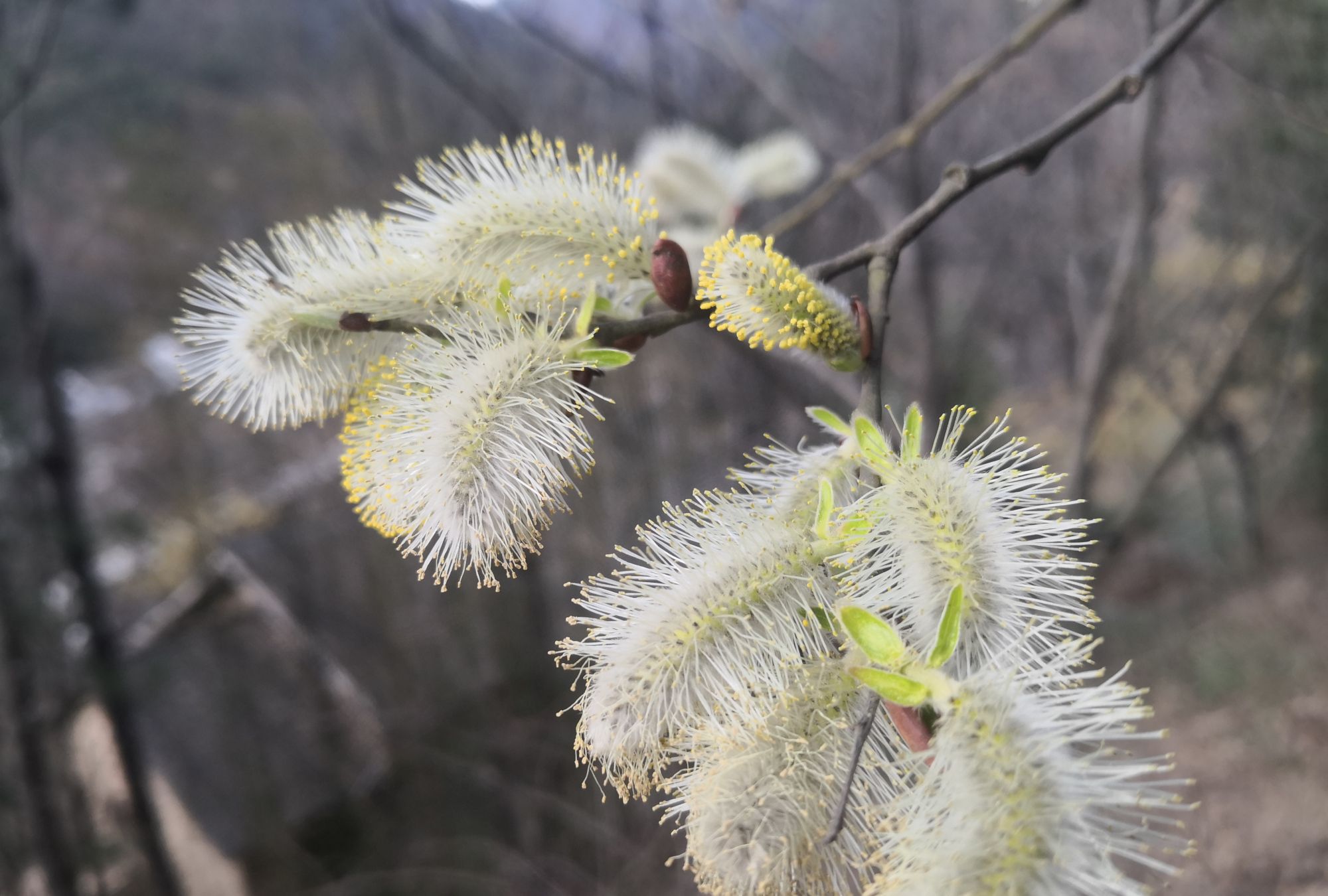 大山深处最美山杨柳花开_高清图集_新浪网