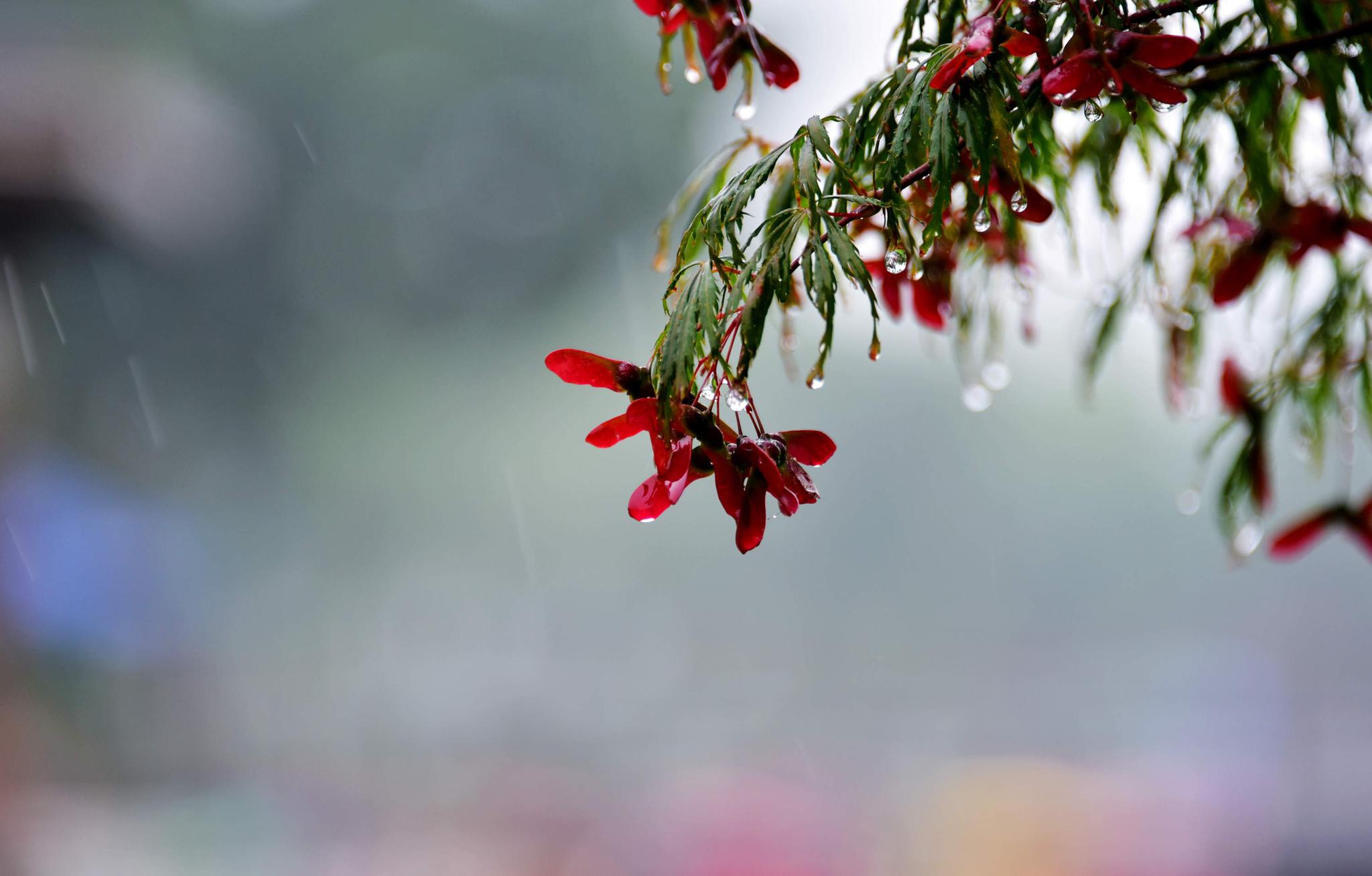 雨中随手拍,梅雨季的江南,江苏无锡锡山区鹅湖镇,鹅湖玫瑰园.