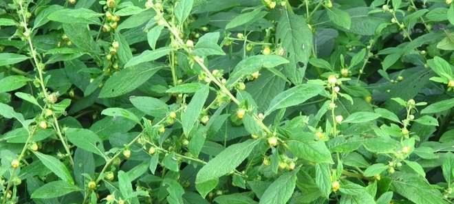 天名精是怎样的一种植物