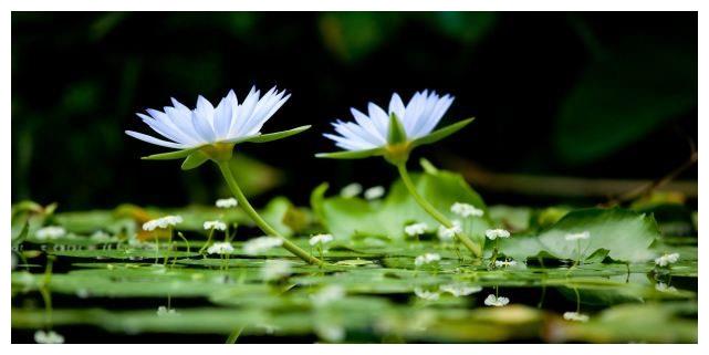 全家大富大贵，发财享富贵，四大生肖幸福敲门，花开月圆休闲区蓝鸢梦想 - Www.slyday.coM
