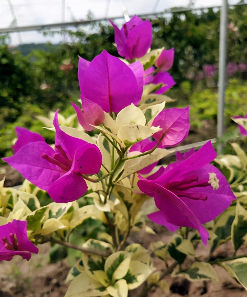 养三角梅选对品种,这种爆盆安格斯三角梅,四季都能开花