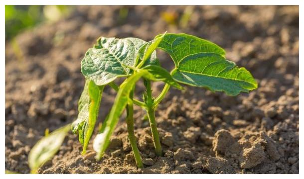一言说破,深入了解,以后种植菜豆不愁你还不来学习吗