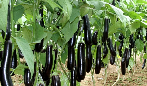 茄子吃的好 胜过十副药 还能美白抗衰老 会吃就是 赚到 茄子 肿瘤 消化道 新浪新闻