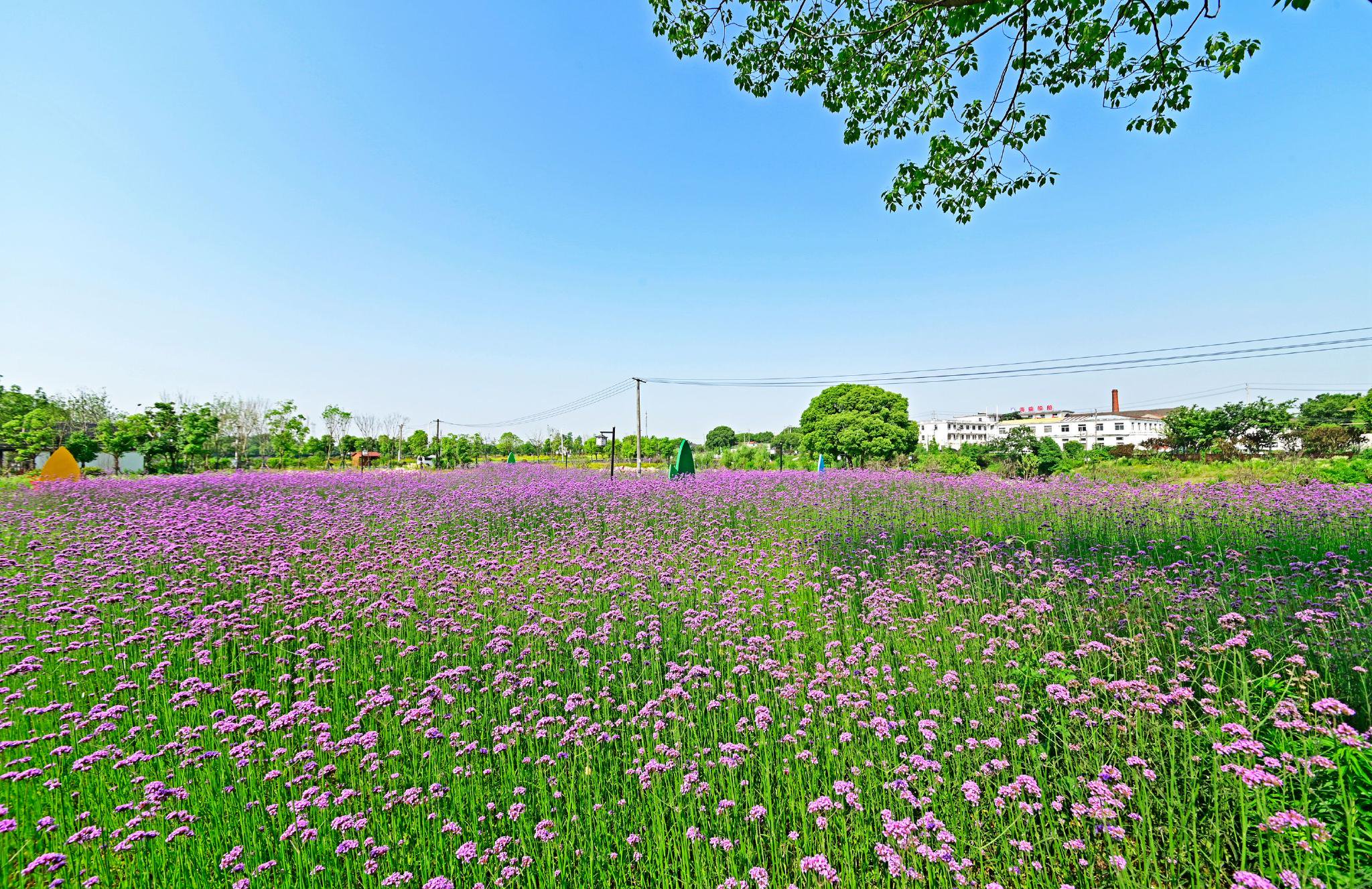 夏日村头小公园,随手一拍就是美景.无锡锡山区锡北镇斗山村.