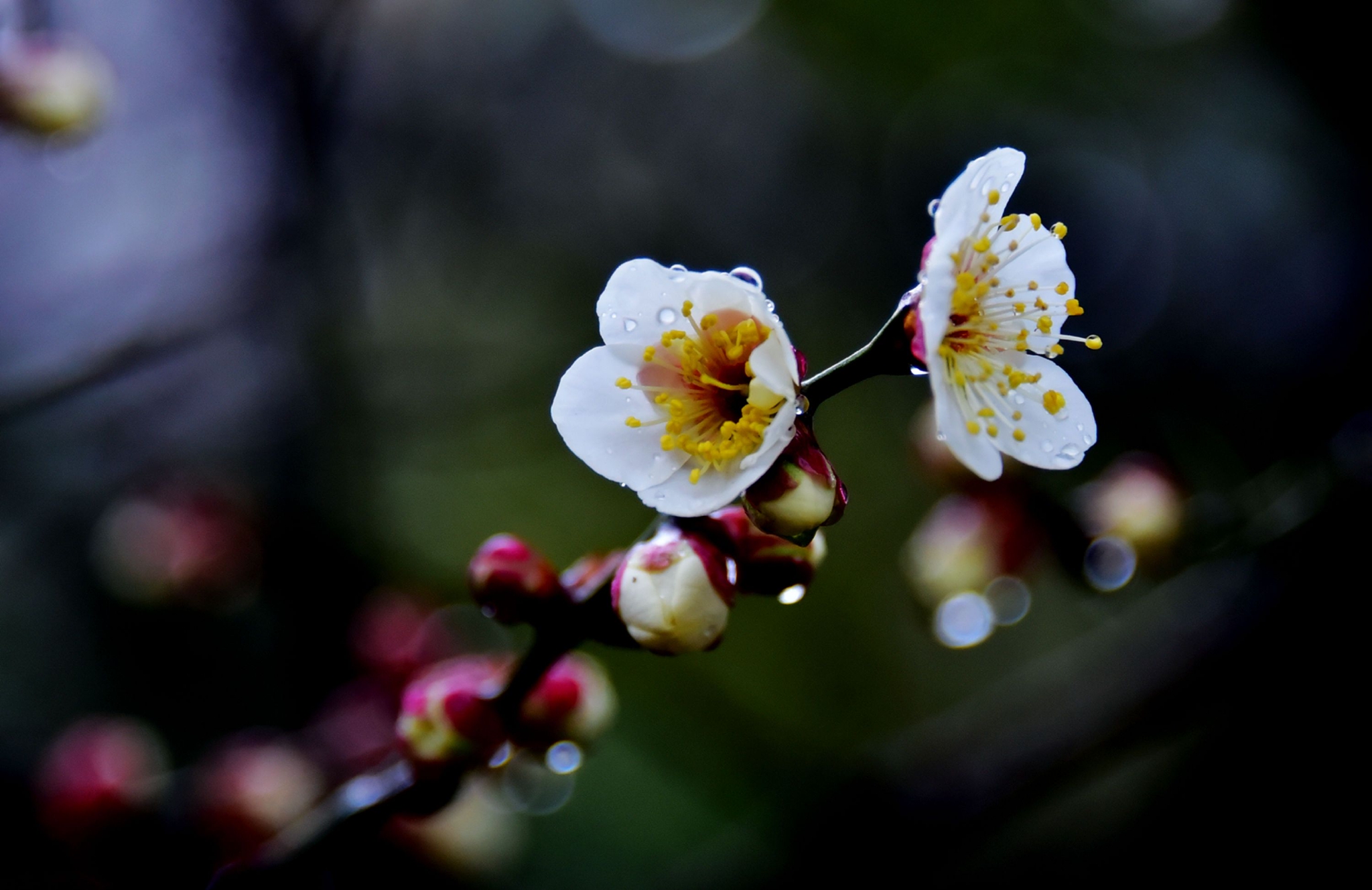 踏雨寻梅,2023年02月09日,淅淅沥沥的春雨中,梅花已次第绽放。__财经头条
