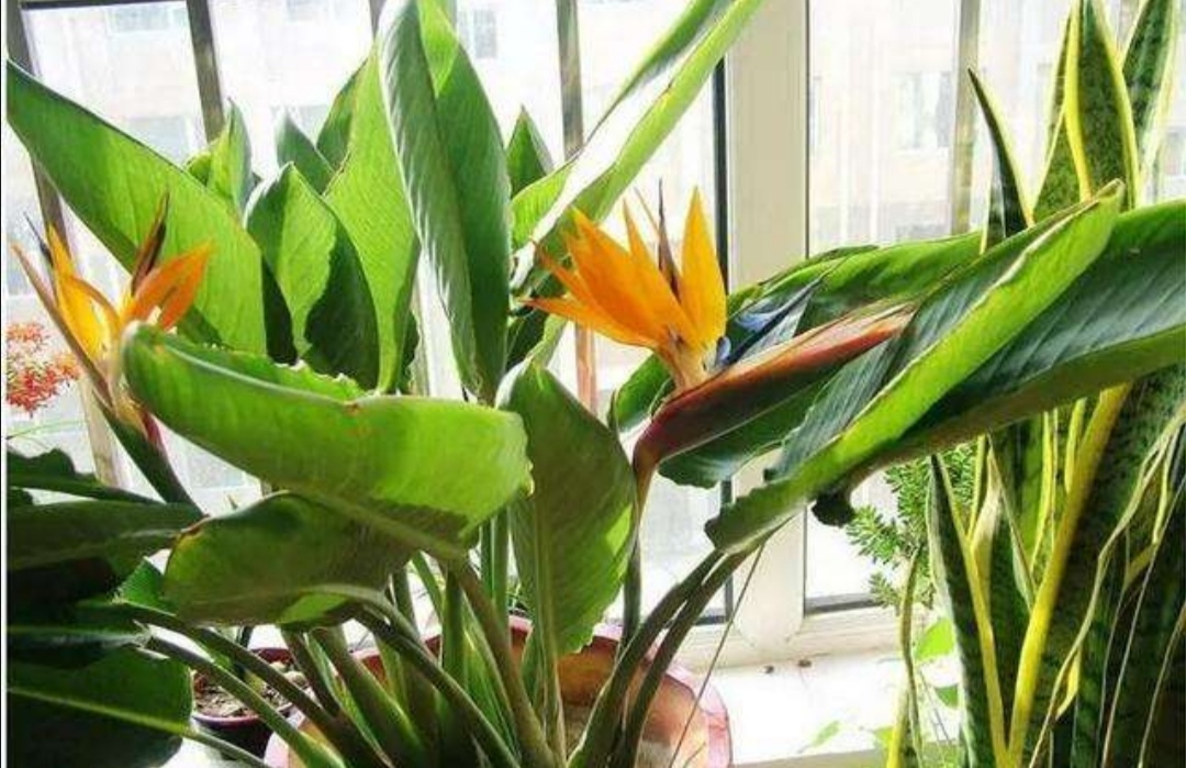 6种大叶子植物适合客厅养美观又大方